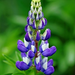 Violet Blue Lupine